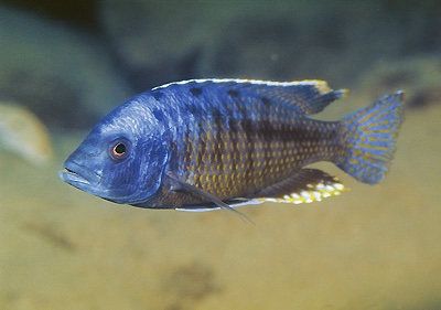 Protomelas insignis 'Mdoka'